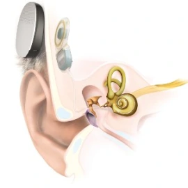 ear_anatomy (1)-6184ee7e9f33d3f9cd73ff94bbd38803.jpg